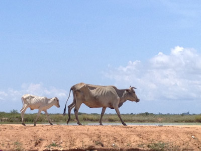©Corinne M. - Tous Droits réservés Voyage au Cambodge de Corinne M.