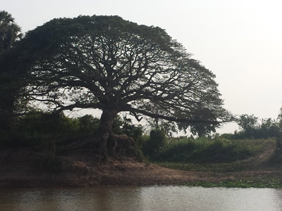 Voyage au Cambodge du Groupe de Françoise.