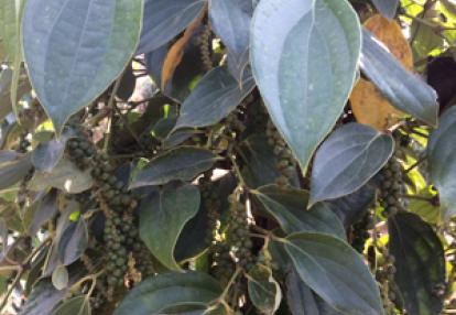 Voyage au Cambodge de Gisèle