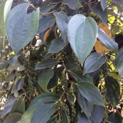 Voyage au Cambodge de Gisèle