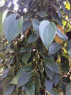 Voyage au Cambodge de Gisèle