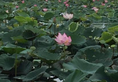 Voyage au Cambodge de Marie-Jeanne