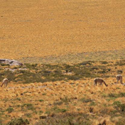 Voyage au Chili de Dominique