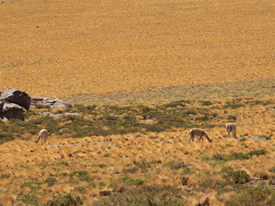 Voyage au Chili de Dominique