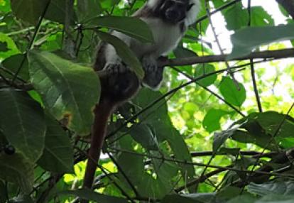 ©Jocelyne G. - Tous Droits réservés Voyage en Colombie de Jocelyne