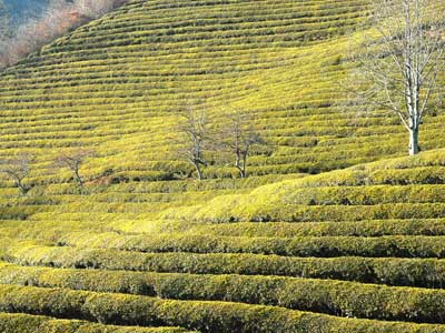 ©Cécile C. - Tous Droits réservés Voyage en Corée du Sud de Cécile