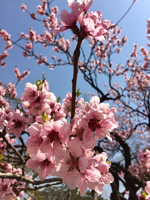 Voyage en Corée du Sud d'Anne-Marie et Emmanuel