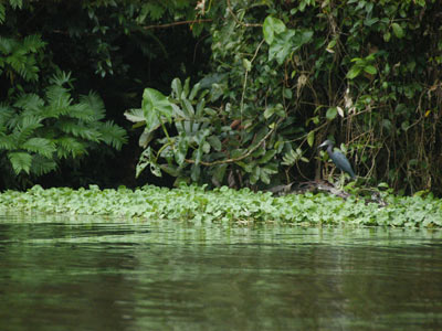 Voyage au Costa Rica de Greg et Emannuelle C.