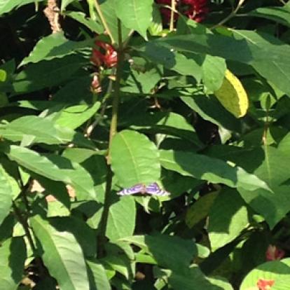 Voyage au Costa Rica de Nathalie