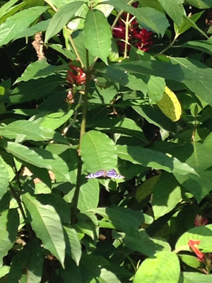 Voyage au Costa Rica de Nathalie