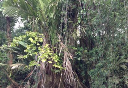 Voyage au Costa Rica de Nathalie