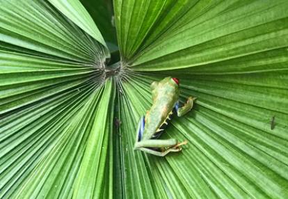Voyage au Costa Rica De Ronald et Liliane