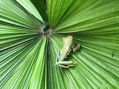 Voyage au Costa Rica De Ronald et Liliane