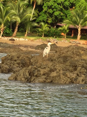©Nicole O. - Tous Droits réservés Voyage au Costa Rica de Nicole