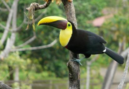 Voyage au Costa Rica de Brigitte