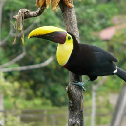 Voyage au Costa Rica de Brigitte