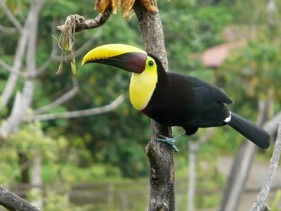 Voyage au Costa Rica de Brigitte