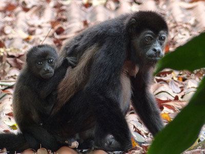 Voyage au Costa Rica de Stéphane