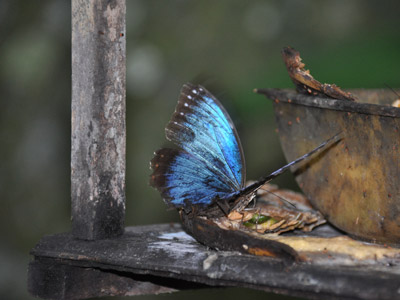 Voyage au Costa Rica de Patrick