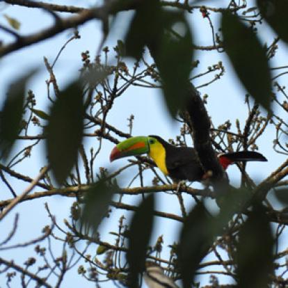 Voyage au Costa Rica de Patrick