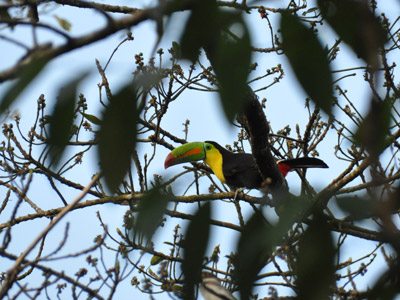 Voyage au Costa Rica de Patrick