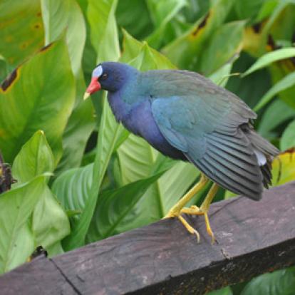 Voyage au Costa Rica de Patrick