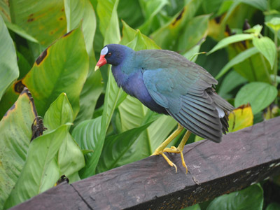 Voyage au Costa Rica de Patrick
