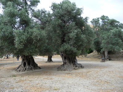 Voyage en Crète de Nicolas