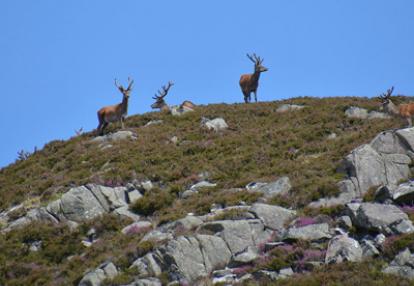 Voyage en Ecosse de Charly
