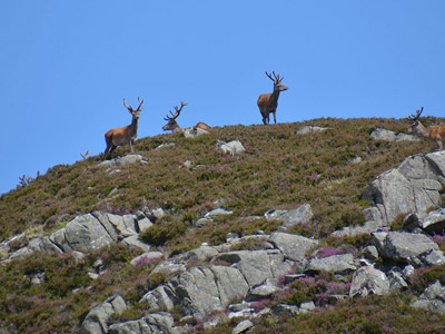 Voyage en Ecosse de Charly