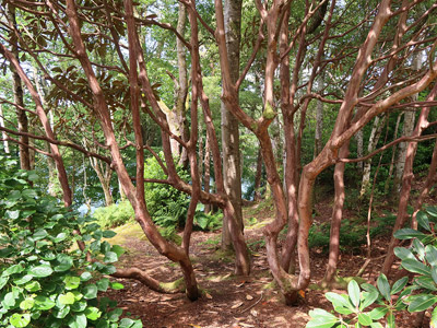 Voyage en Ecosse de Charly