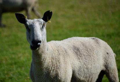 Voyage en Ecosse d'Annie, Emy et André