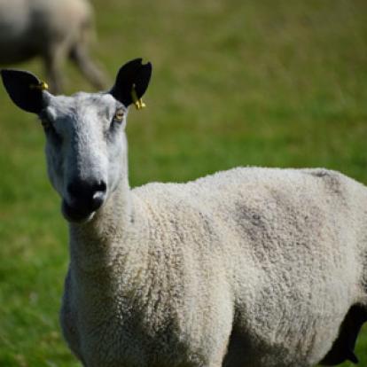 Voyage en Ecosse d'Annie, Emy et André