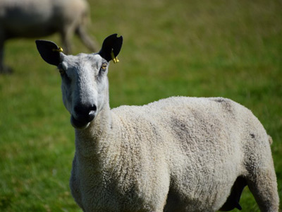 Voyage en Ecosse d'Annie, Emy et André