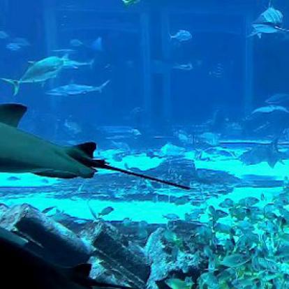 Voyage aux Emirats Arabes Unis de Pierre