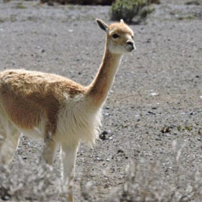 ©Catherine Et Bruno P. - Tous Droits Réservés Voyage en Equateur de Catherine et Bruno