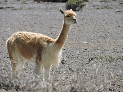 ©Catherine et Bruno P. - Tous Droits réservés Voyage en Equateur de Catherine et Bruno