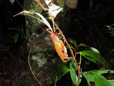 ©Catherine et Bruno P. - Tous Droits réservés Voyage en Equateur de Catherine et Bruno