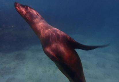 Voyage aux Galapagos de Béatrice