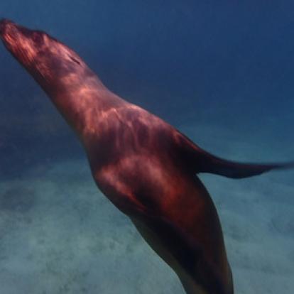 ©Béatrice R.- Tous Droits Réservés Voyage aux Galapagos de Béatrice