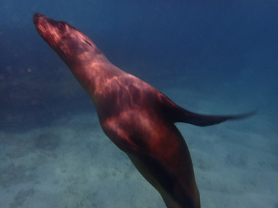 ©Béatrice R.- Tous Droits réservés Voyage aux Galapagos de Béatrice