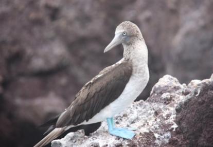 Voyage aux Galapagos de Béatrice