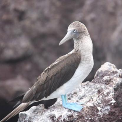 ©Béatrice R.- Tous Droits Réservés Voyage aux Galapagos de Béatrice