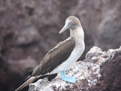 ©Béatrice R.- Tous Droits réservés Voyage aux Galapagos de Béatrice