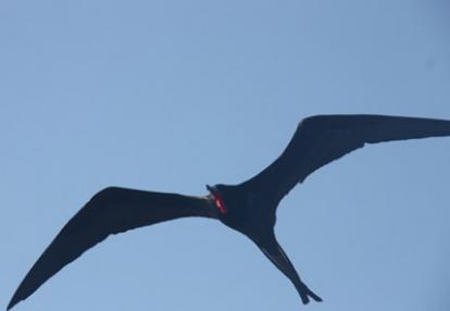 ©Béatrice R.- Tous Droits réservés Voyage aux Galapagos de Béatrice