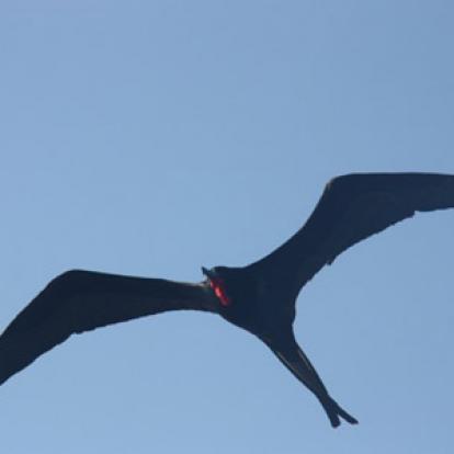 ©Béatrice R.- Tous Droits Réservés Voyage aux Galapagos de Béatrice