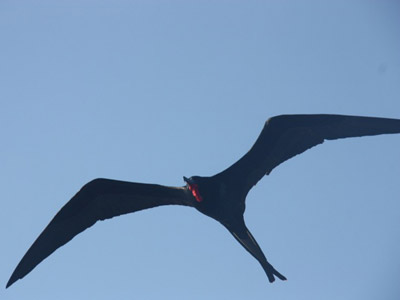 ©Béatrice R.- Tous Droits réservés Voyage aux Galapagos de Béatrice