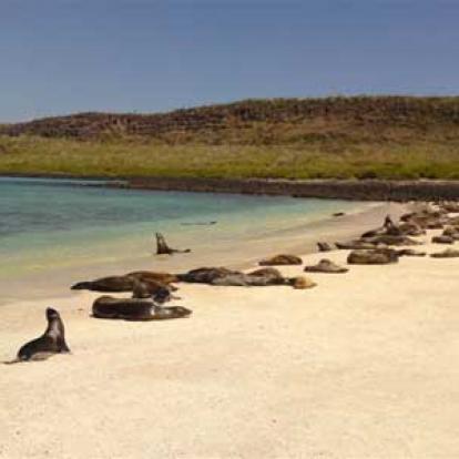 ©Bruno J. - Tous Droits Réservés Galapagos - Santa Fé