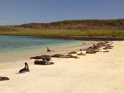 ©Bruno J. - Tous Droits réservés Galapagos - Santa Fé