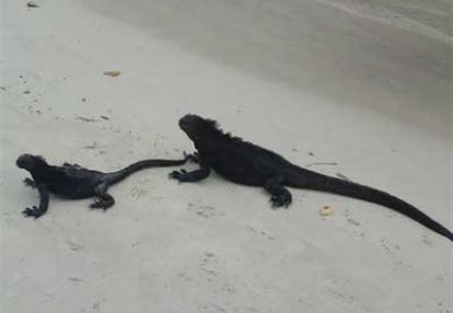 Galapagos - Santa Cruz iguanes marines